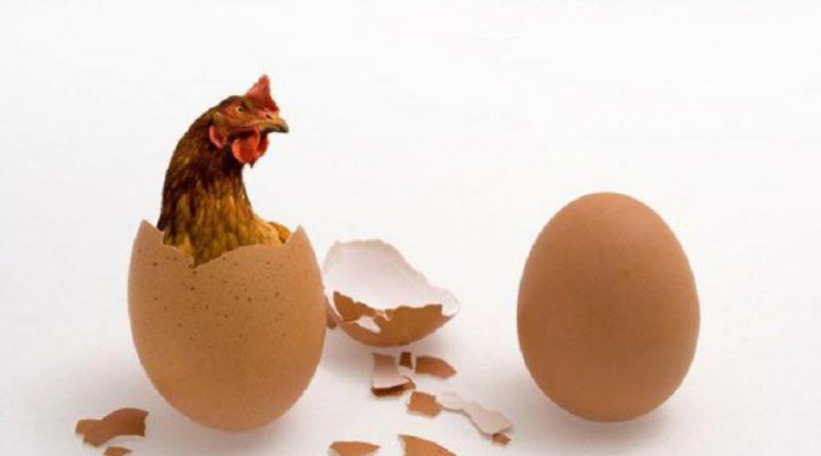Что было раньше — курица или яйцо? Кто появился раньше — курица или яйцо? Что первое яйцо или курица. 