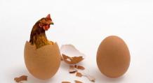Кто появился раньше — курица или яйцо?